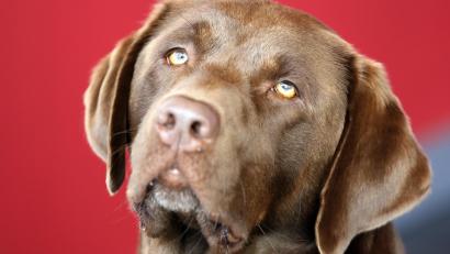 Symbolbild: Bernd Wüstneck/dpa
Ein Labrador, der von einem Jäger im Hirschwald gefunden wurde, möchte nach Hause.
