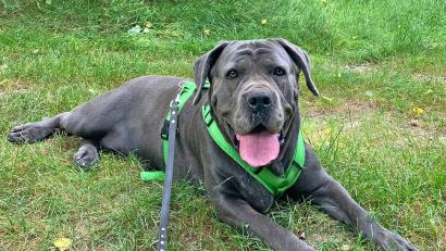Bild: Stadt Weiden i.d.OPf.
Cane Corso Waleska wird als sogenannter Kampfhund klassifiziert, zeigt aber kein aggressives Verhalten.