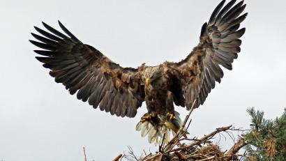 Bild: Hans Heimler/exb
Im Umkreis der nun gestoppten Planungen für einen Windpark südlich der Ortschaft Freihöls gibt es ein Seeadler-Nest. Es könnte durchaus sein, dass diese seltenen Giganten der Lüfte mit dafür ausschlaggebend waren, dass die Staatsforstverwaltung jetzt ihre weiteren Schritte in Richtung von vier bis zu 250 Meter hohen Windrädern zu den Akten legte.