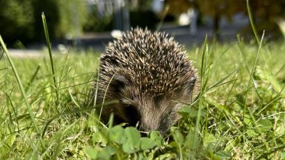 Bild: gw
Igel
