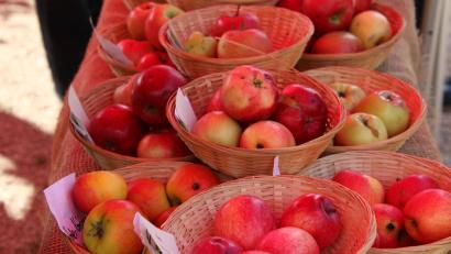Archivbild: kro
Eine Vielzahl an Apfelsorten gibt es am Sonntag, 29. September, bei der Obstbörse in Waldsassen zu entdecken. Dabei kann man auch Sorten bestimmen lassen.