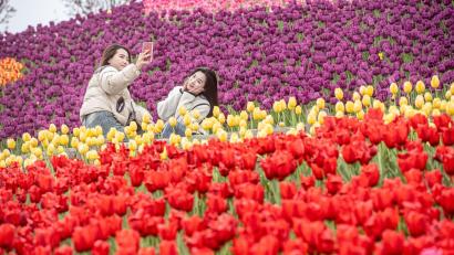 Bild: Tang Yi/XinHua/dpa
Ein Selfie inmitten von Tulpen: Zwei Besucherinnen in der südwestchinesischen Stadt Chongqing.