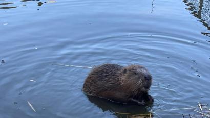 Bild: Wildpark Mehlmeisl/exb
Für die Biber hat der Wildpark Mehlmeisel ein neues Zuhause geschaffen.