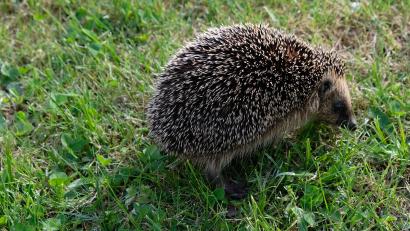 Archivbild: do
Vielleicht findet sich ein passendes Motiv im eigenen Garten. Dieser Igel würde jedenfalls das Hauptteilnahmekriterium an der Kalenderaktion des Ebnather Gewerbevereins erfüllen.