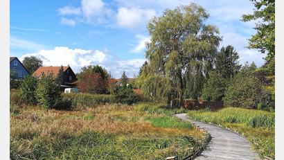 Bild: Portner
Das neue Naturdenkmal „Trauerweide am Naturerlebnisraum für alle Generationen“ zieht am Ende des Holzbohlenweges den Blick auf sich.