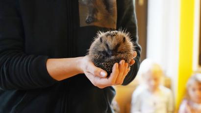 Bild: kaz
Bei Gefahr rollen sich die Igel zu einer Kugel zusammen.