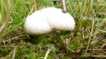Bild: Herbert Baumanis
Ein Wiesen-Champignon: Dieser Pilz bevorzugt naturbelassene Wiesen wie Kuhweiden oder Pferdekoppeln.