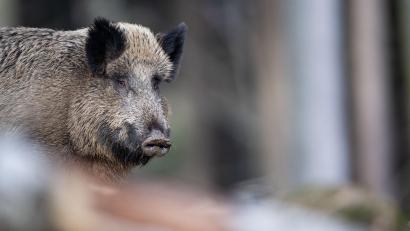 Symbolbild: Lino Mirgeler
Ein Wildschwein ist bei Schlammersdorf durch eine illegale Falle schwer verletzt worden.