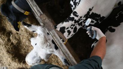 Bild: Lars Penning/dpa
Die für Schafe und Rinder gefährliche Blauzungenkrankheit breitet sich in Deutschland zunehmend aus.