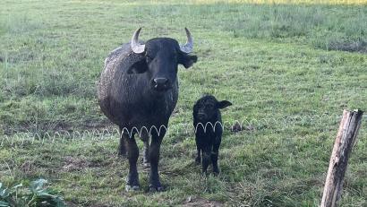 Bild: Johannes Weiß/exb
Das Hahnbacher Wasserbüffelkalb mit seiner Mama. Beiden geht es gut in den Vilsauen.