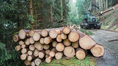 Symbolbild: Daniel Vogl /dpa
Durch den Borkenkäfer geschädigtes Holz muss so schnell wie möglich aus dem Wald.