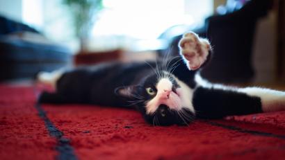 Symbolbild: Gregor Fischer/dpa
So gut wie Kater Sammy hat es nicht jede Katze. Die neu gegründete Gruppe "Katzenglück für Streuner" investiert viel Zeit und Geld, damit es auch obdachlosen Tieren besser geht. Eine Spendenaktion hebt nun ganz nebenbei auch das Fitness-Level von Tierfreunden.