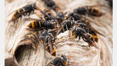 Bild: Boris Roessler/dpa
Die Asiatische Hornisse gilt als invasive Art. (Archivbild)