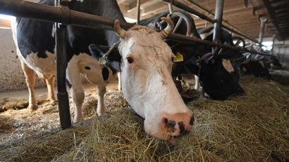 Symbolbild: Patrick Seeger/dpa
In Bayern und in der Oberpfalz fehlen Tierärzte zur Betreuung von Schweinen und Rindern. Eine Landtierarztquote soll das Problem lösen.