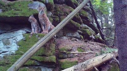 Bild: Fotofallenmonitoring/Landesamt für Umwelt
Anhand des Fellmusters lassen sich Luchse genau identifizieren. Wie der Fingerabdruck des Menschen ist dieses Muster bei jedem Luchs verschieden. Hier eine Archivaufnahme aus einer der Fotofallen aus dem Steinwald.