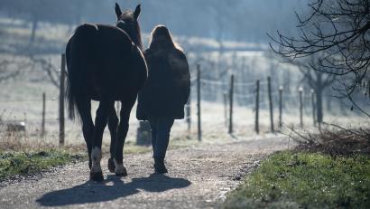 Symbolbild: Sebastian Gollnow
Eine Frau geht mit einem Pferd am Morgen spazieren. +++ dpa-Bildfunk +++