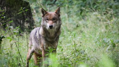 Symbolbild: Christian Charisius/dpa
Der Wolf durchstreift längst auch den Landkreis Tirschenreuth. Zu Gesicht bekommt man das scheue Tier jedoch sehr selten.
