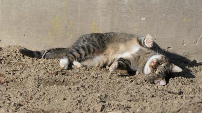 Bild: ilse
Katze Amy aus Obersdorf