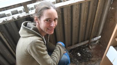 Bild: Gabi Schönberger
Mirjam Schöberl von der Stadttaubeninitiative Weiden tauscht Eier am Balkon eines Wohnhauses. Zwei Mal wöchentlich ist sie dafür im kompletten Stadtgebiet unterwegs.