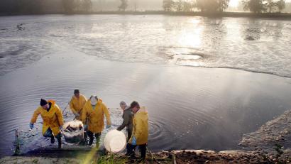 Bild: Gerhard Götz
Noch sind die Teiche des Fischhofs Schießl bei Schwarzenfeld nicht komplett abgefischt. Nach einem mäßigen Sommer erwartet der Betrieb heuer keine allzu großen Karpfen. Und ein Drittel der Produktion haben Otter und Kormoran vertilgt.
