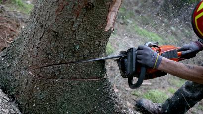 Symbolbild: Oliver Berg
Ein umstürzender Baum hat einen 61-Jährigen im Landkreis Neumarkt erfasst.