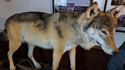 Bild: jma
Das Präparat des Wolfs aus dem Manteler Forst, der einem Verkehrsunfall zum Opfer gefallen ist, zog im Gasthaus Pickel in Nitzlbuch Blicke auf sich.