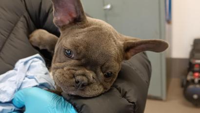 Bild: Bundespolizei/exb
Mitarbeiter der Bundespolizei Waidhaus und des Veterinäramts Neustadt/WN kümmern sich um insgesamt vier Hundewelpen, die die Beamten bei Kontrollen auf der A6 auf der Ladefläche eines Transporters entdeckt hatten.
