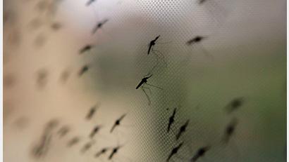 Bild: Stephen Morrison/epa/dpa
In abgeholzten Gebieten finden Mücken ideale Brutbedingungen vor. (Archivbild)