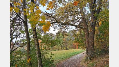 Bild: Portner
Idyllisch im bunten Herbstkleid: Der „Josef-Spichtinger-Rundwanderweg“ ist 7 Kilometer lang und bietet Panoramablicke auf die Stadt Oberviechtach.