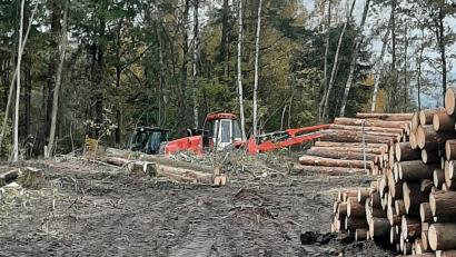 Bild: Werner Fenzl/exb
Bei Oberteich ist Wald gerodet worden. Der Mitterteicher Werner Fenzl fährt dort gerne mit dem Rad und wundert sich, was da los ist.