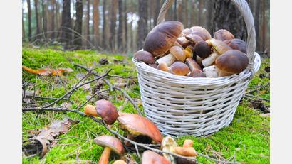 Bild: mihi-stock.adobe.com
Ein Korb frischer Pilze