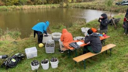 Bild: Wasserwirtschaftsamt Weiden/exb
Taucher holen die Muscheln aus ihrem Ersatzdomizil und bringen sie in den Stausee zurück. .
