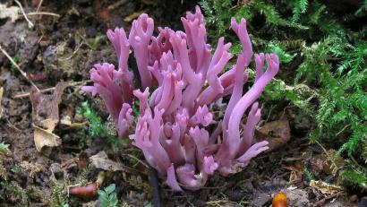 Bild: Matthias Theiss
Die Amethystfarbene Wiesenkoralle ist hübsch anzusehen - essbar ist sie nicht.