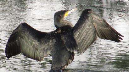 Archivbild: Wolfgang Steinbacher
Der Kormoran greift sich Fische aus Teichen und richtet erheblichen wirtschaftlichen Schaden an. Sein Kot setzt Bäumen zu.