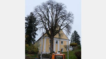 Bild: le
Der Kastanienbaum am Rathausplatz, dahinter das Alte Pflegschloss, gehört zu den markantesten Bäumen im Zentrum des Marktes.