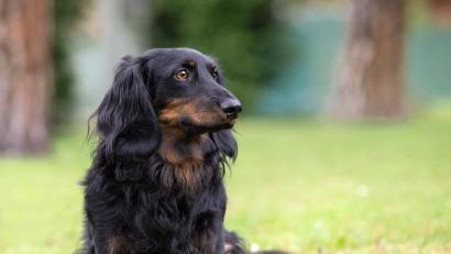 Bild: Claudia Kraheberger
Janosch sollte getötet werden, weil er seiner Besitzerin lästig wurde. Nun kann er sich vor Anfragen kaum retten.