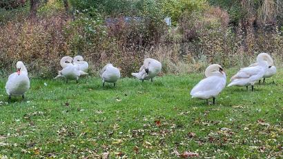 Bild: Regina Royer
Die Jungschwäne vom Sulzbach-Rosenberger Stadtweiher im Stadtpark auf Landgang: akribisch putzt sich die muntere Truppe das Gefieder.
