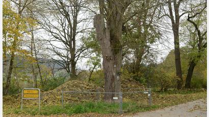Bild: bey
Die Dorflinde in Diepoltsreuth ist nicht mehr verkehrssicher. Nach Zustimmung der Unteren Naturschutzbehörde beim Landratsamt Neustadt/WN darf der Baum gefällt werden. Ein vier Meter langes Stück Holz aus dem unteren Teil des Baumes muss als Totholz in einem für die Öffentlichkeit schlecht zugänglichen Wald und Lichtung erhalten werden.