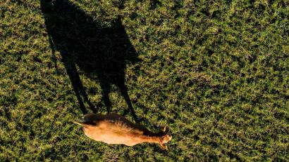 Symbolbild: Christoph Reichwein/dpa
Die Polizei rückt in Niederbayern zu einem tierischen Einsatz aus.