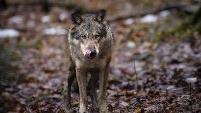 Symbolbild: Michael Buholzer /dpa
Ein Wolf steht in einem Wildnispark. In der Oberpfalz sind Wölfe auch in freier Wildbahn unterwegs. Die Grenze des Wolfsgebiets Grafenwöhr hat sich zum 1. November verschoben.