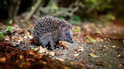 Bild: Jonas Walzberg/dpa
Derzeit ist Anfang November und eigentlich sollten sich alle Igel bereits im Winterschlaf befinden.