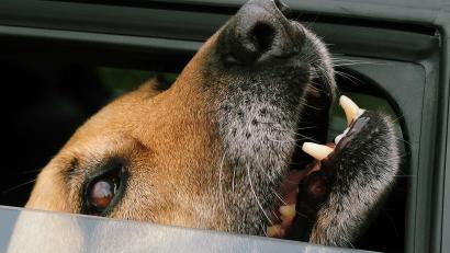 Symbolbild: gf
40 Euro jährliche Hundesteuer müssen künftig Hundehalter in Gebenbach zahlen, 300 Euro fallen für einen sogenannten Kampfhund an. Keine Hundesteuer zahlen müssen Besitzer von Assistenz-, Rettungs- und Suchhunden.