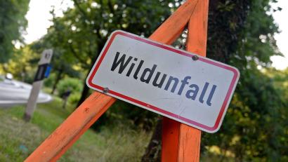 Symbolbild: Susann Prautsch/dpa
In Amberg ist es zu einem Wildunfall gekommen.