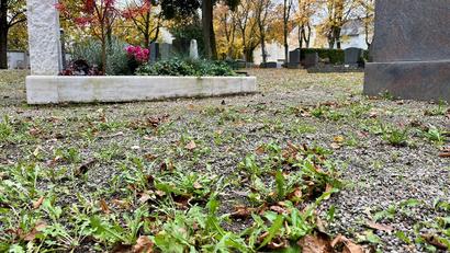 Bild: Gabi Schönberger
Das Unkraut sprießt auf den Kiesflächen zwischen den Gräbern auf dem Stadtfriedhof. Rasen könnte den Pflegeaufwand minimieren, sagt Monika Böhm von mb Management, Konstanz.