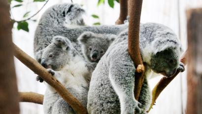 Archivbild: Roland Weihrauch/dpa
Der Duisburger Zoo ist europaweit Spezialist für die aufwendige Zucht und Zoo-Haltung der Koalas.