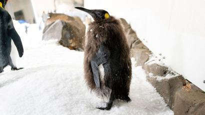 Bild: -/Sea Life Melbourne Aquarium/dpa
Pesto trägt bald Frack.