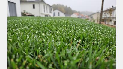 Bild: blm
Tautropfen an Grashalmen eines Rasens am Morgen. Der Herbst ist derzeit eher feucht-trüb als golden. Er hat aber auch schöne Seiten.
