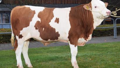 Bild: RZO/Traxinger/exb
Dieser reinerbig hornlose „Mahindra"-Sohn wurde vom Betrieb Bäuml in Gögglbach gezüchtet. Der Stier ist an die Besamungsgenossenschaft Wölsau verkauft worden.