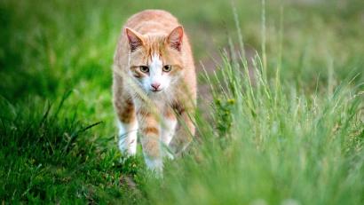 Symbolbild: Hauke-Christian Dittrich/dpa
In Weiden wird eine Katze angeschossen.