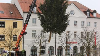 Bild: Stadt Tirschenreuth/Mirko Streich/exb
Der 600 Kilogramm schwere und zwölf Meter hohe Christbaum schwebt per Kran auf seinen vorgesehenen Platz vor dem Tirschenreuther Rathaus.